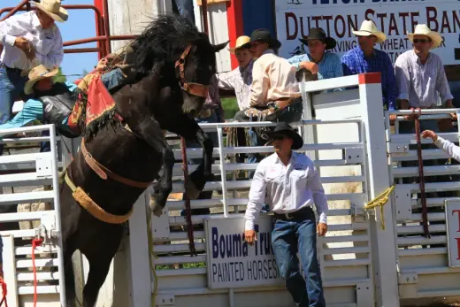 images.rodeoticket.com/infopages/choteau-american-legion-independence-day-rodeo-infopages-12581.webp