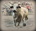 images.rodeoticket.com/infopages2/punxsutawney-pro-bulls-and-barrels-infopages2-12801.webp