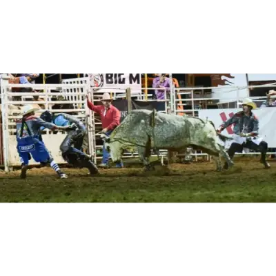 images.rodeoticket.com/infopages2/sparkle-city-buckout-infopages2-12772.webp