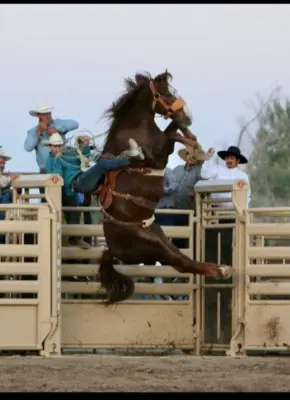 images.rodeoticket.com/infopages3/11th-annual-de-golyer-bucking-horse-and-bull-bash-infopages3-12754.webp