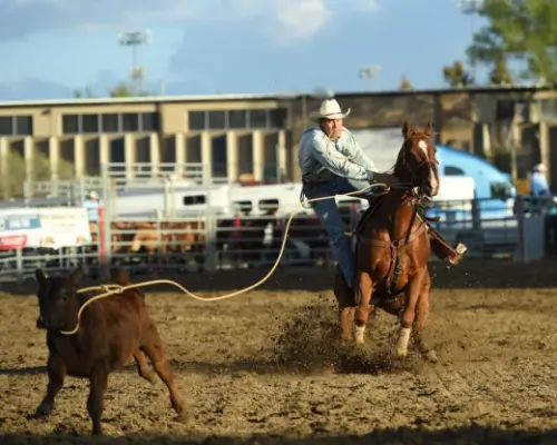 images.rodeoticket.com/infopages5/overland-stage-stampede-rodeo-infopages5-12495.webp
